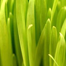 在线DDOS攻击平台